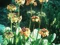 Primula aurantiaca Image 1