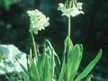 Primula chionantha Image 1