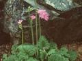 Primula cortusoides Image 1