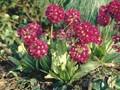 Primula denticulata Rubin Image 1