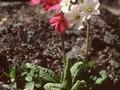 Primula elatior var amoena Image 1