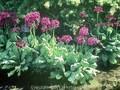 Primula japonica Miller s Crimson Image 1