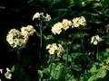 Primula japonica Postford White Image 1