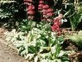 Primula japonica Sanguinea Image 1