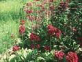 Primula japonica Valley Red Image 1