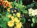 Primula Polyanthus-Grp Crescendo Formula Mixed Image 1