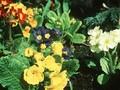 Primula Polyanthus-Grp Crescendo Grp Image 1