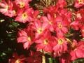 Primula rosea Grandiflora Image 1