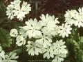 Primula sieboldii Snowflake Image 1