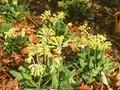 Primula veris subsp canescens Image 1