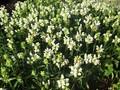 Prunella grandiflora Alba Image 1