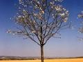 Prunus avium Image 2
