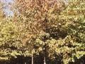 Prunus avium Image 4