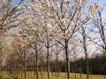 Prunus avium Plena Image 2