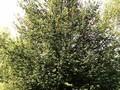 Prunus padus Image 3