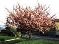 Prunus serrulata Kanzan Image 2