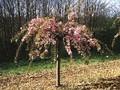 Prunus serrulata Kiku-shidare-zakura Image 2