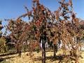 Prunus serrulata Kiku-shidare-zakura Image 3