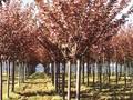 Prunus serrulata New Red Image 1
