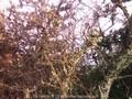 Prunus spinosa Image 1