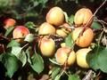 Prunus armeniaca Ungarische Beste Image 1