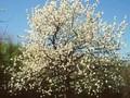 Prunus avium Image 1