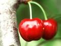 Prunus avium Burlat Image 1