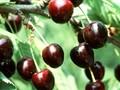 Prunus avium Dolleseppler Image 1
