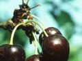 Prunus avium Kassins Fruhe Image 1