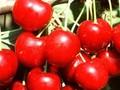 Prunus avium Lapins Image 1