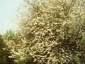 Prunus avium Plena Image 1
