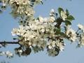 Prunus cerasus Image 1