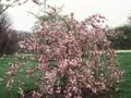 Prunus Cheal s Weeping Image 1