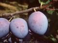 Prunus domestica Auerbacher Image 1