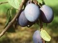 Prunus domestica Buhler Fruhe Image 1