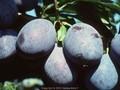 Prunus domestica Elena Image 1