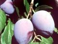 Prunus domestica Hauszwetschge Image 1
