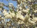 Prunus domestica subsp insititia Image 1