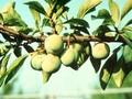Prunus domestica subsp italica Grosse Grune Reneclaude Image 1