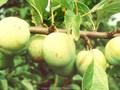 Prunus domestica subsp italica Oullins Reneclaude Image 1