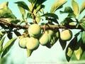 Prunus domestica subsp italica Reine Claude Doree Image 1