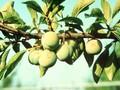 Prunus domestica subsp italica Reine Claude Verte Image 1