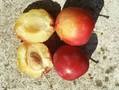 Prunus domestica Konigin Victoria Image 1