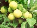 Prunus domestica Ontario Image 1
