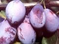 Prunus domestica Ortenauer Image 1