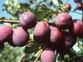 Prunus domestica President Image 1