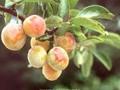 Prunus domestica subsp syriaca Mirabelle de Nancy Red Image 1