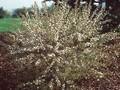 Prunus glandulosa Image 1