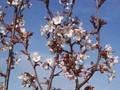 Prunus Hillieri Spire Image 1