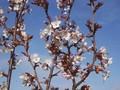 Prunus Hillier s Spire Image 1